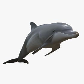 3D Beautiful Common Bottlenose Dolphin model
